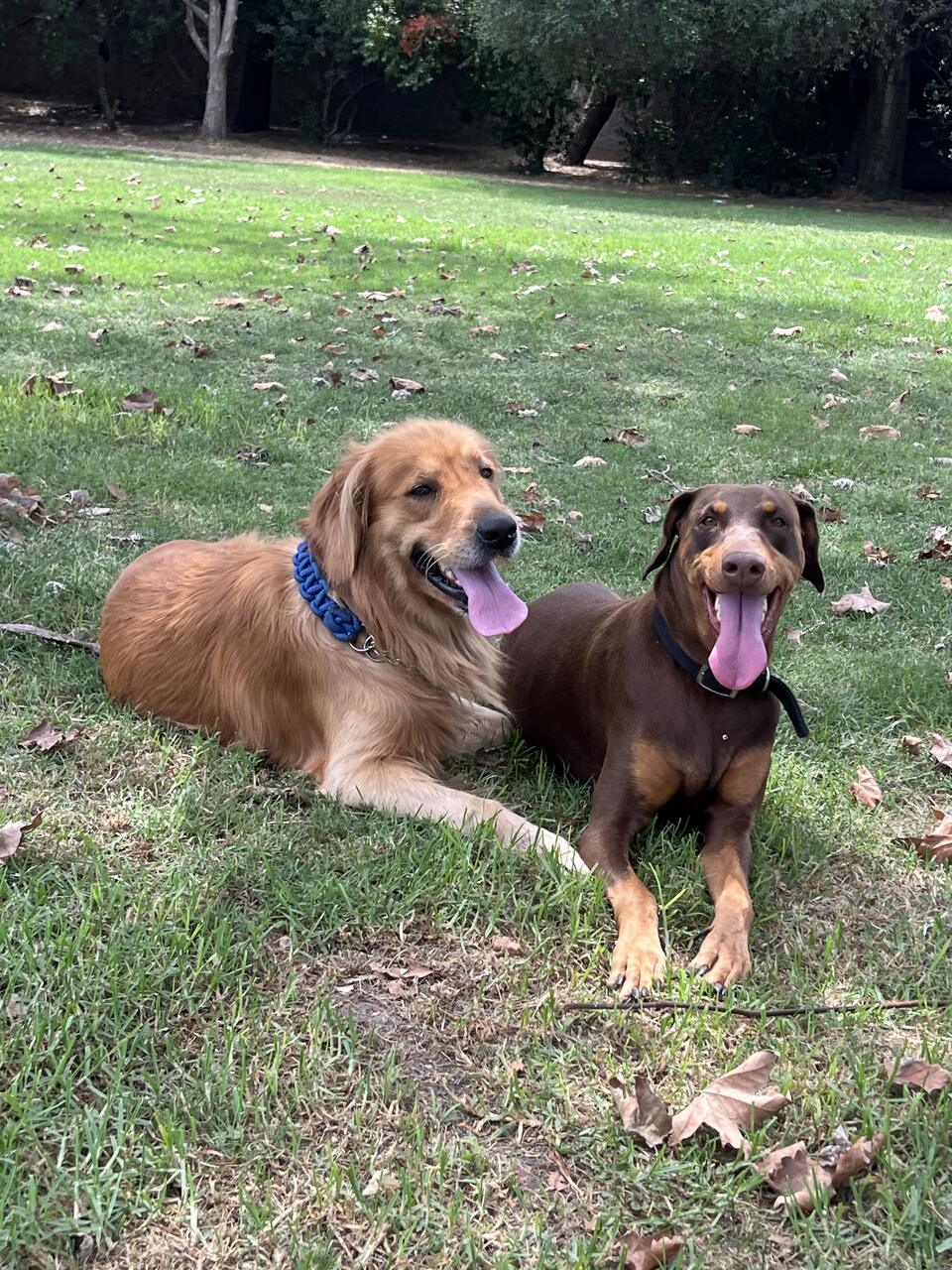 Two dogs relaxing outdoors on the grass