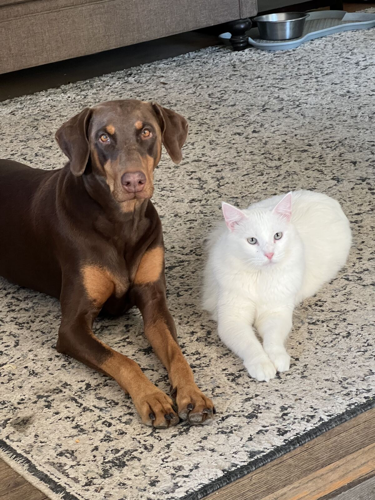 A dog and cat relaxing together on a rug